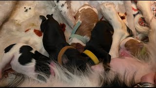 Myra's 3-day-old Puppies Update & Looking Ahead by Red Barn Cavaliers 728 views 1 month ago 2 minutes, 59 seconds