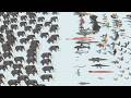 100 Prehistoric Mammals Army vs ALL UNITS ARMY ARBS Animal Revolt Battle Simulator