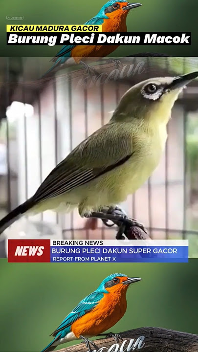 Burung Pleci Dakun Macok bagian 1