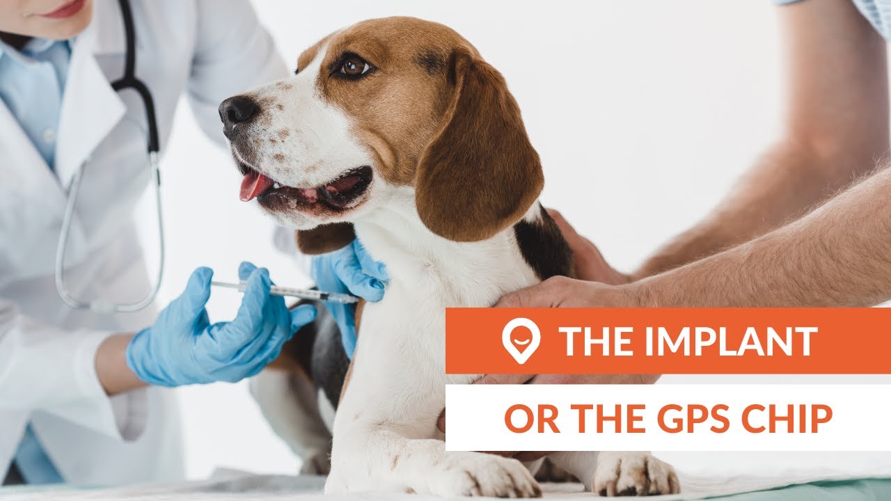 gps microchips