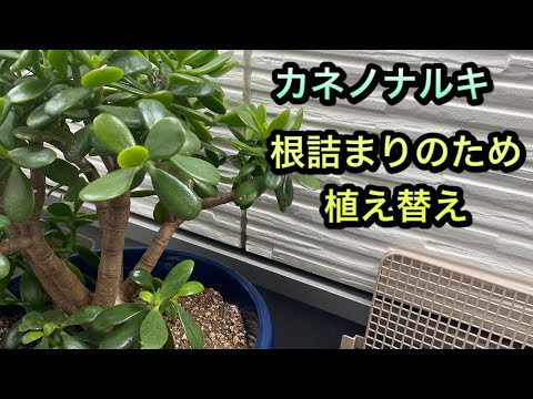 Succulent] Repotting my Jade Plant due to root binding. - YouTube