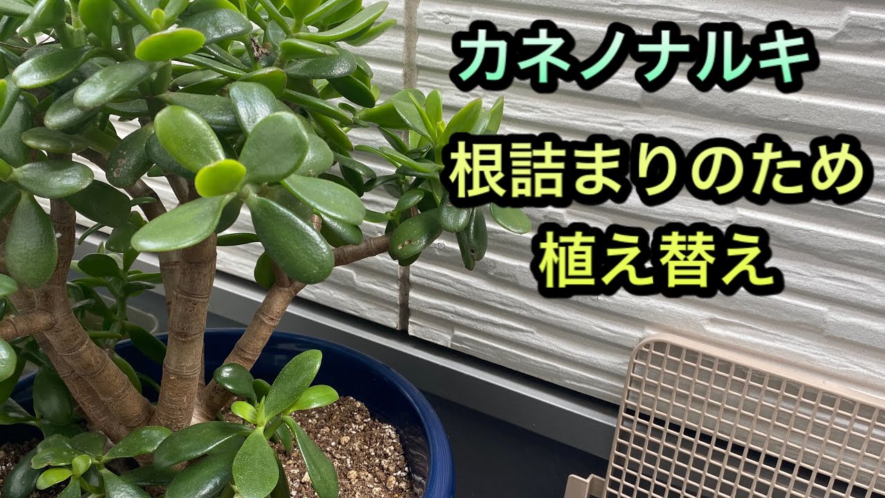 Succulent] Repotting my Jade Plant due to root binding. - YouTube