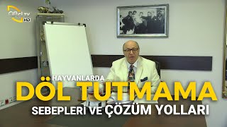 Hayvanlarda Döl Tutmama (Sebepleri ve Çözümleri) - Dersimiz Hayvancılık