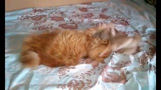Маленький задира-котенок нападает на большого Маленький задира-котенок нападает на большого