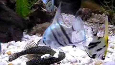 Cá Thần Tiên - Philippine Blue Angelfish - Thiên Đường Cá Cảnh