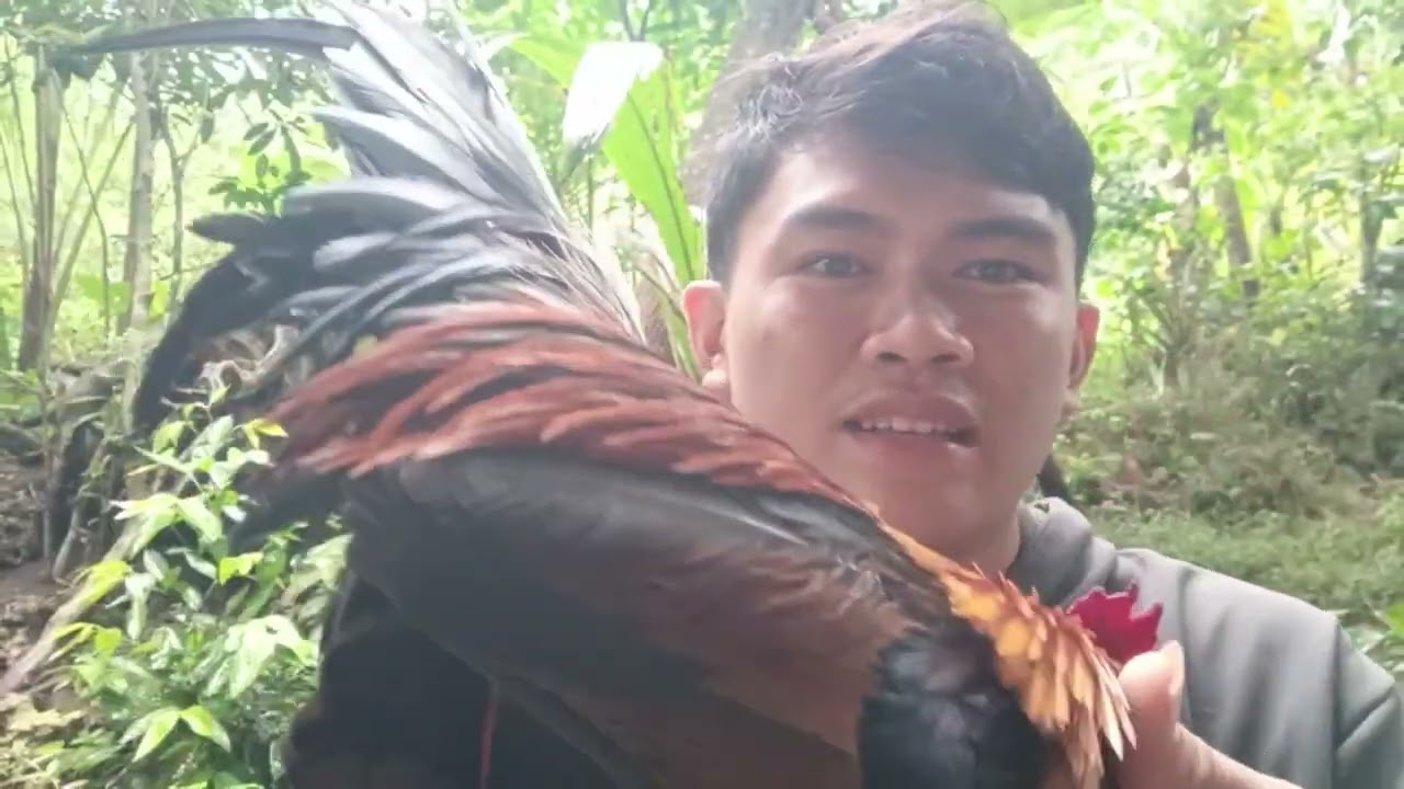 Sa wakas naka chamba din ang aking palabay/silo, kahit ma ulan😁🐓#redjunglefowl#ayam#chicken 