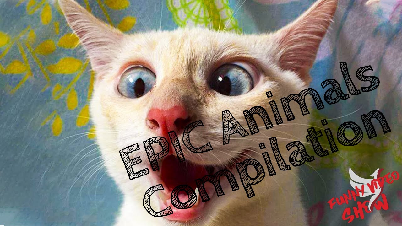 Epic Funny animal compilation....Video divertenti animali YouTube