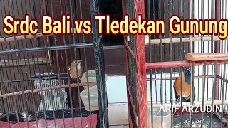 Srdc Bali VS Tledekan Gunung ‼️Tembakan sama Tajam