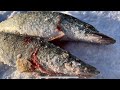 СЕКРЕТНЫЕ КРЮЧКИ и РАТТЛИНЫ дают РЕЗУЛЬТАТ! Рыбалка на ЩУКУ 2023. Заповедник.