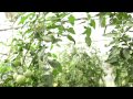 Cascadian Farm Organic Is Worth It Video