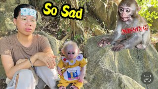 So Sad, Mother and baby monkey were disappointed and went looking for the poor baby monkey