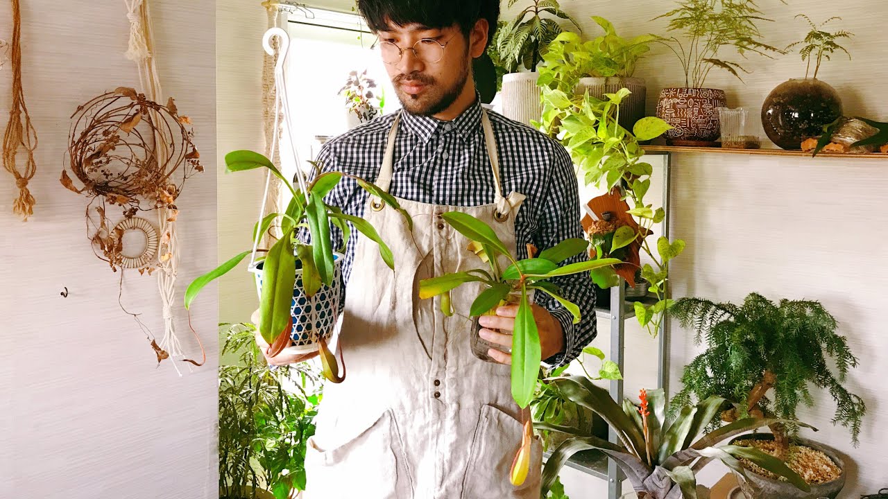 虫を食べる観葉植物⁉️ネペンテスの育て方【ウツボカズラ・ハエトリソウ】自宅園芸ガーデニング