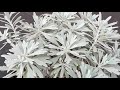 Dusty Miller plant