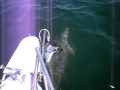 Sailing with Dolphins in Pensacola!