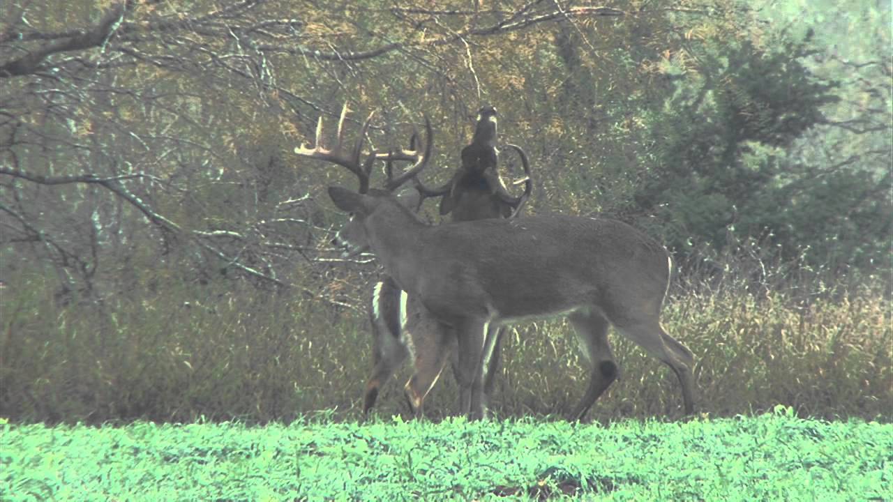 Moon Chart For Deer Hunting