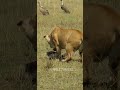 Lion Hunting a Bird