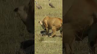 Lion Hunting a Bird