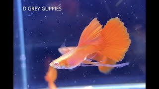 Breeding Long Fin Guppies, Can A Long Fin Male Be Used As A Breeder?