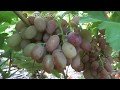 Сорта винограда 2018. Подарок Ирине - красивая нарядная перспективная форма