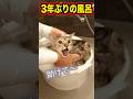 3年ぶりに風呂に入れたらルト大暴走 #ベンガル #ルトロゼ #猫