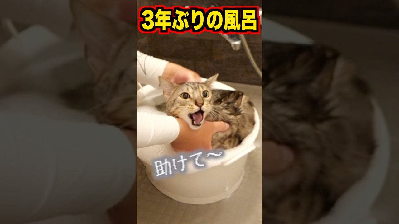 3年ぶりに風呂に入れたらルト大暴走 #ベンガル #ルトロゼ #猫