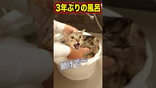 3年ぶりに風呂に入れたらルト大暴走 #ベンガル #ルトロゼ #猫
