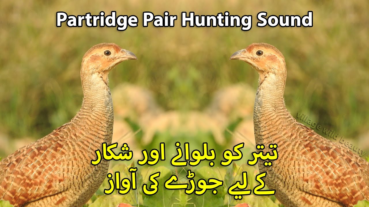 Partridge Pair Hunting Sound | Teetar Shikar or Bulaany Wali Awaz | Francolin Female Voice