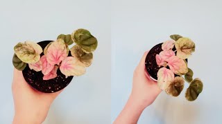 Peperomia Caperata Pink Lady Part 001 | Plant Vlog 218