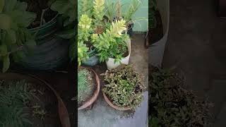 #garden#burds #birds