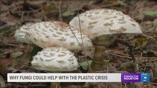 British scientists say fungi could help with plastic crisis