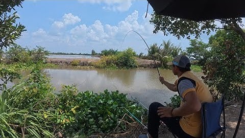 Không ngờ bãi câu này lại có cá to nhiều đến như vậy thả mồi xuống giật quá phê.#fishing