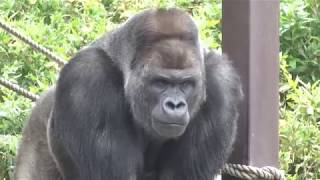 シャバーニ が苛立つ　フクロテナガザルケイジの叫び声　東山動物園　年月　イケメン　ゴリラ　人気者　Gorilla