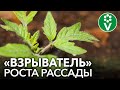 ДАЖЕ САМАЯ ХИЛАЯ РАССАДА ПОЙДЕТ В РОСТ И СТАНЕТ КРЕПКОЙ! На что способны АМИНОКИСЛОТЫ для растений?