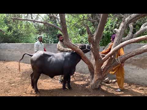 Ye b khali nikli he so sad 😢 #bobbyjutt88 #farming #pindaalyejutt #villagelife #animals 