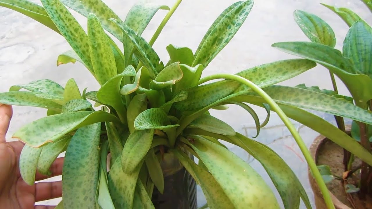 Low Maintenance Plant Scilla Passiflora Caring Growing Tips Urdu 
