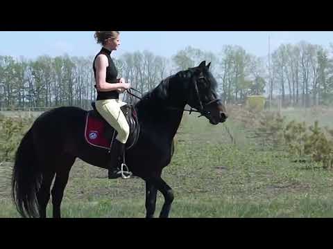 Girl Horse Riding - LIVE - Riding Lovers - HD