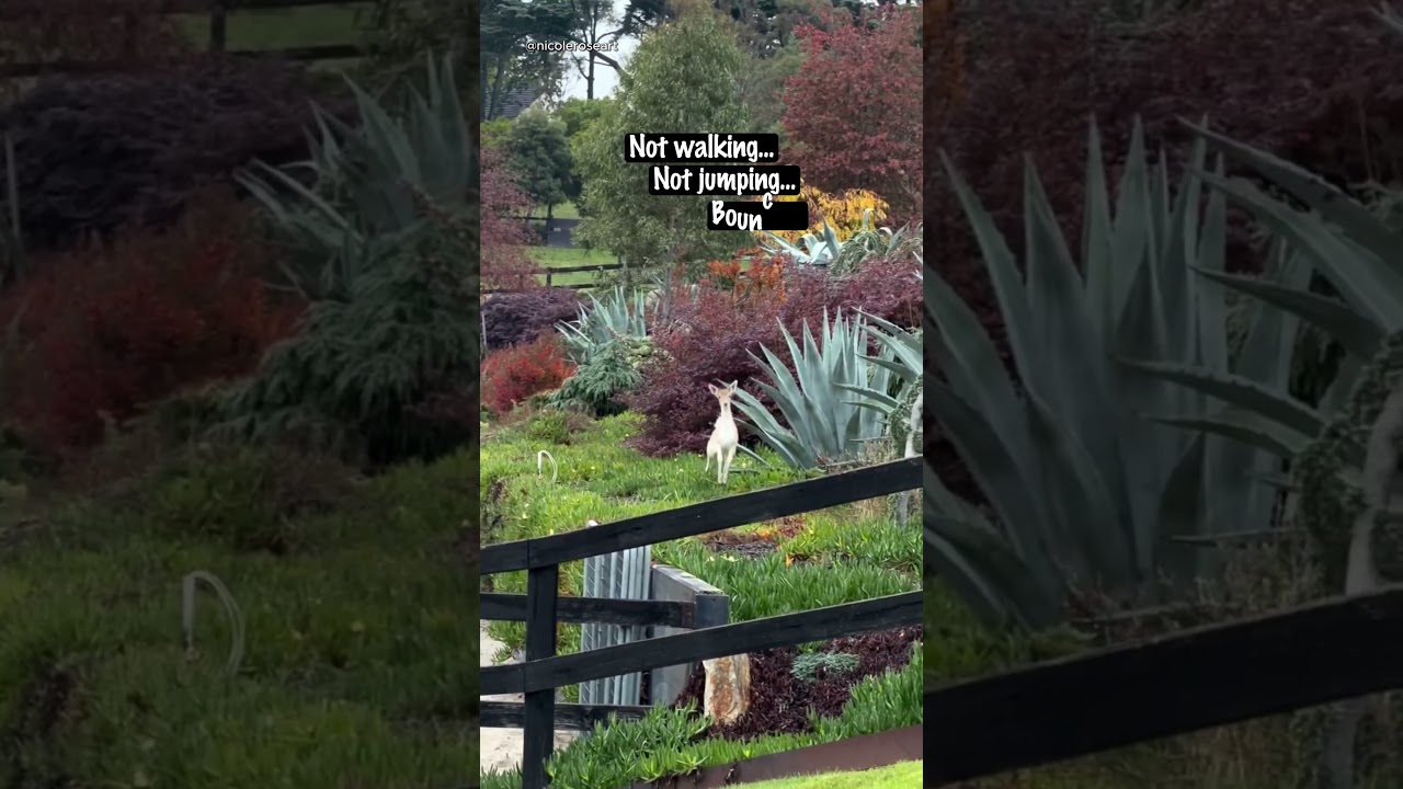 She Doesn’t Walk… She Bounces Home 🦌