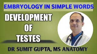 DEVELOPMENT OF TESTES : EMBRYOLOGY