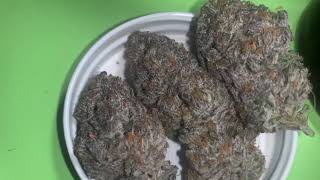 STONED GROWER EP5 - HARVEST - POST DRY - KIEF - 26TH BDAY