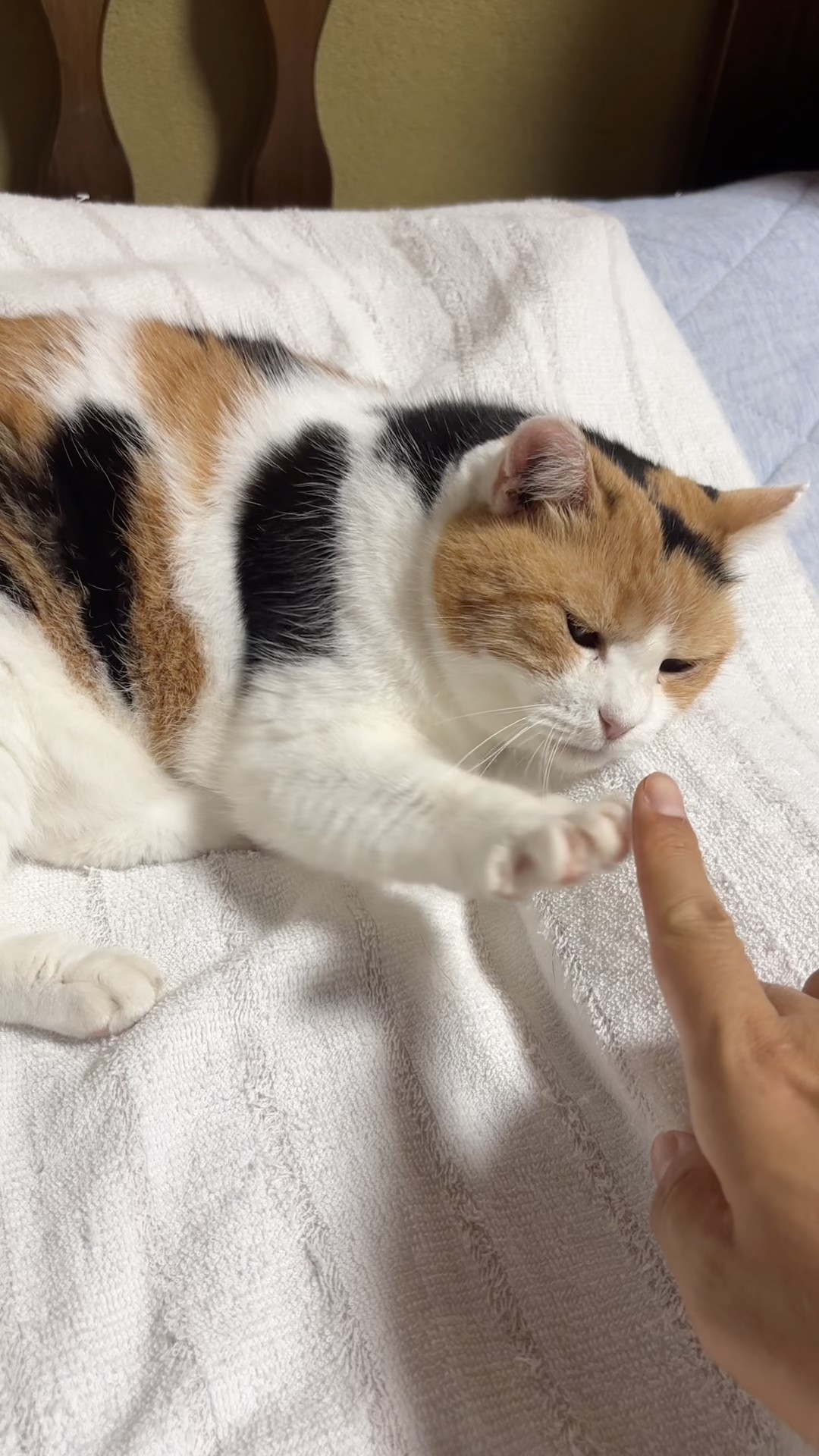 三毛猫】コミュニケーションをとるミケ - YouTube
