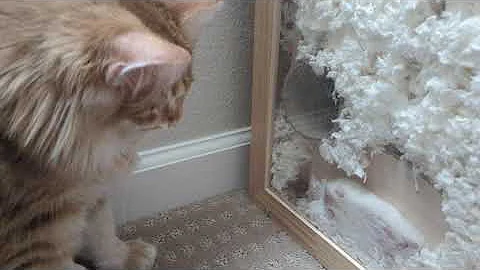 Watch the video about Nine Month Old Norwegian Forest Kitten Studies Her Prey, Toy, and Pet #furbabies