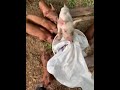 Beautiful hungry,  🐖piglets 🇺🇸