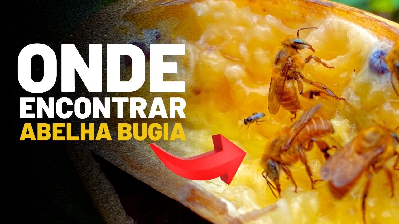 Onde encontrar ABELHA BUGIA?
