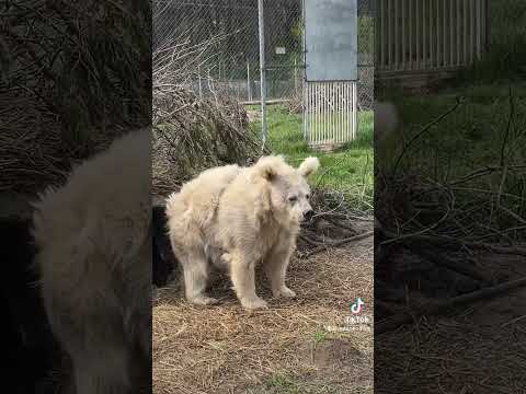 ვიდეო: შეგიძლიათ დათვი გააღვიძოთ ჰიბერნაციიდან?