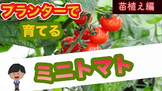 【ミニトマト】5分で分かるプランターで苗を植える方法