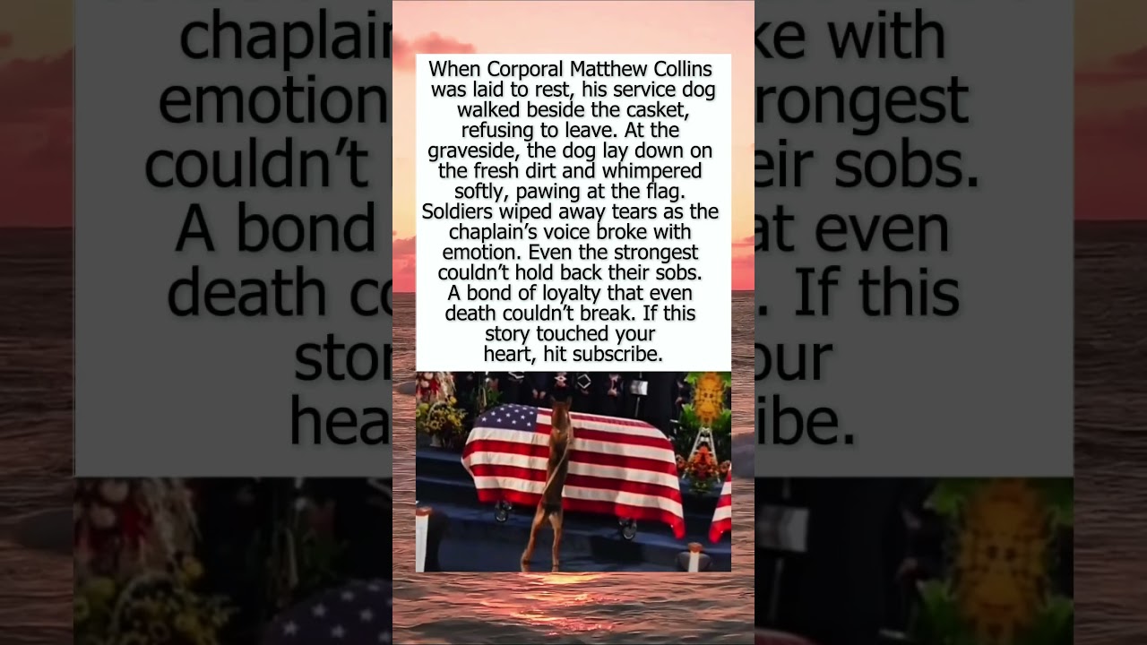 Loyalty Even After Death 🐾🇺🇸