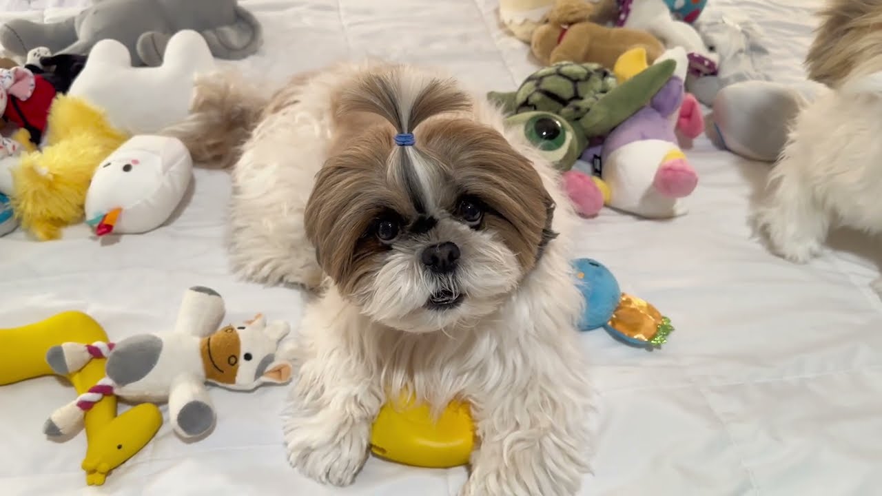 Mummy ko achi presentation aur Murphy ko ache toys chahye @murphytheshihtzu803