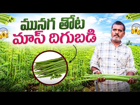 Munaga Farming Success Story 🔥 | 4 Acres → ₹2.5 Lakhs First Crop | Full Details
