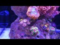 Red Sea Max Nano _ akwarium morskie