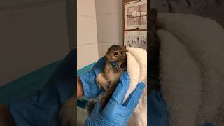 Part 4 Thank You To The Wildlife Rescue, The Little Baby Will Be Ok #Shorts #Babysquirrel #Rescue